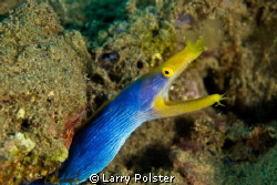 Blue Ribbon Eel. Ambon Bay, Indonesia. D300-60mm by Larry Polster 